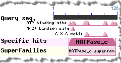 Thumbnail image of the small triangles displayed in CD-Search results.  The triangles point to specific residues involved in conserved features, such as binding and catalytic sites, as mapped from a conserved domain to the query protein sequence (NP_081086, mouse DNA mismatch repair protein Mlh1). Click on the image to jump to a larger, annotated version in this help document.