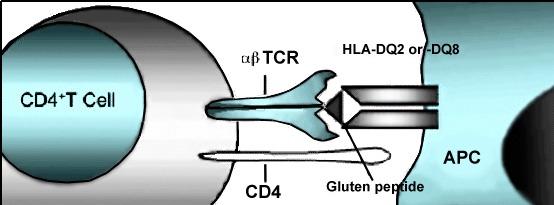 Figure 5. . Gluten-reactive CD4+ T-helper cells (with cell-surface CD4 markers) become activated upon recognition by a T-cell receptor of gluten peptides presented by HLA-DQ2 or HLA-DQ8 protein molecules on the surface of antigen-presenting cells (APCs) in the lamina propria.
