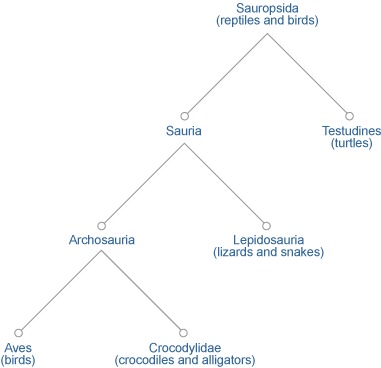 Figure 1. A phylogenetic classification scheme.