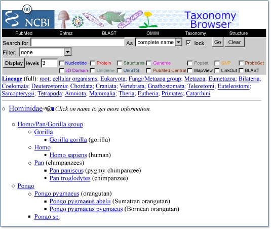 Figure 2. The Taxonomy Browser hierarchical display for the family Hominidae.
