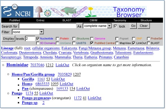 Figure 2. The Taxonomy Browser hierarchical display for the family Hominidae.