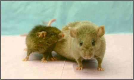 Yoda, a Snell dwarf mouse (left), sniffing his cage-mate, Princess Leia (right)
