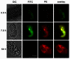 The change in fluorescence of E5 over time in C. elegans.