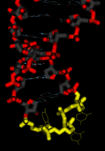 Tertiary structure of tRNA.