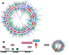 Figure 1. (a) Genome view of cf.