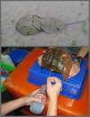Figure 1: Horseshoe crabs. Top: The horseshoe crab is an ancient species that predate dinosaurs.