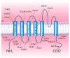 Figure 1. . Schematic drawing of the conventional membrane topology of a human Kv1.