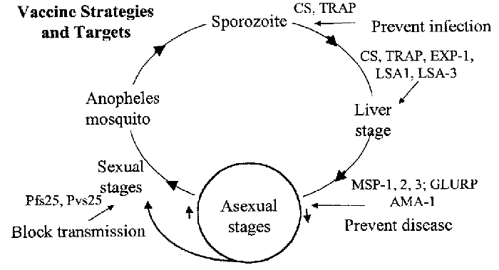 Figure 1. Malaria life cycle and vaccine targets.