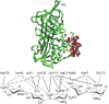 FIGURE 38.2.. (Top) Crystal structure of the antithrombin–pentasaccharide complex (from Protein Data Bank).