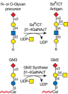 FIGURE 14.10.. Synthesis of the human Sda or mouse CT antigen and the glycolipid GM2.