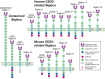 FIGURE 35.1.. Domain structures of the known Siglecs in humans and mice.