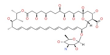 Image of Amphotericin Chemical Structure