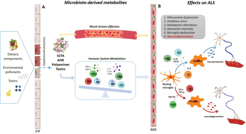 Figure 1. Microbiota-derived metabolites modulation of ALS.