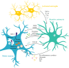 Figure 2. Reactive astrocytes promote MN degeneration in ALS.