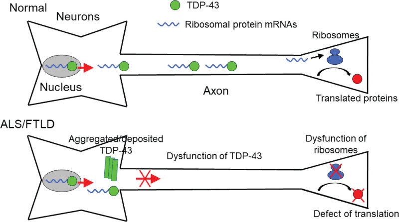 Figure 2. Schematic representation of ALS/FTLD pathogenesis due to defective local translation in axons.