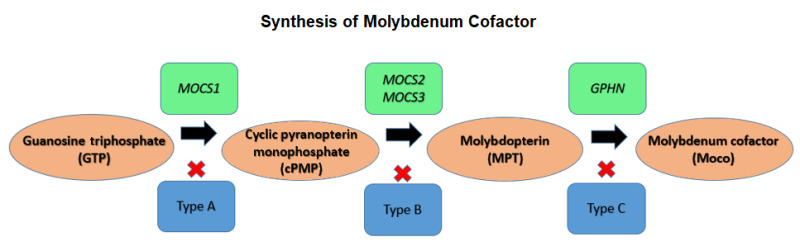 Figure 1. . Synthesis of molybdendum cofactor (Moco).