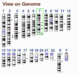Genome Overview Widget with search term decoration